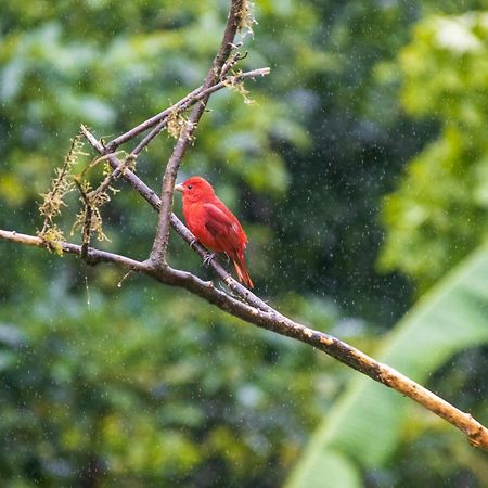 Aves De Tierras Altas Villa บิฆากัว ภายนอก รูปภาพ