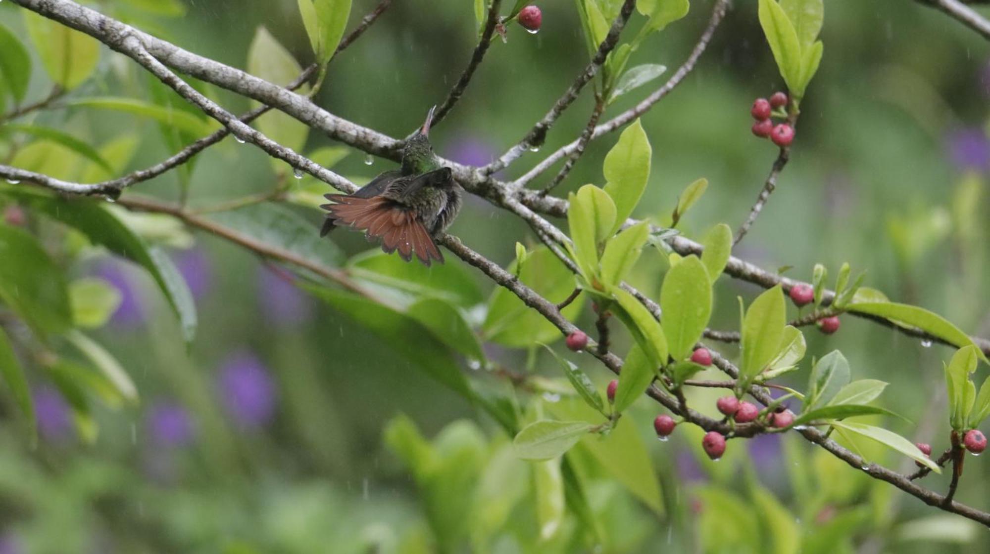 Aves De Tierras Altas Villa บิฆากัว ภายนอก รูปภาพ