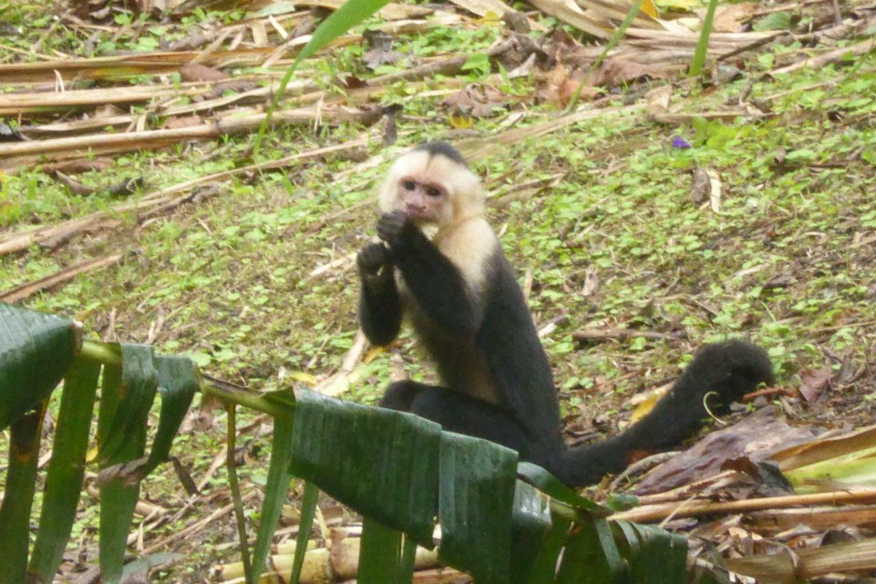 Aves De Tierras Altas Villa บิฆากัว ภายนอก รูปภาพ