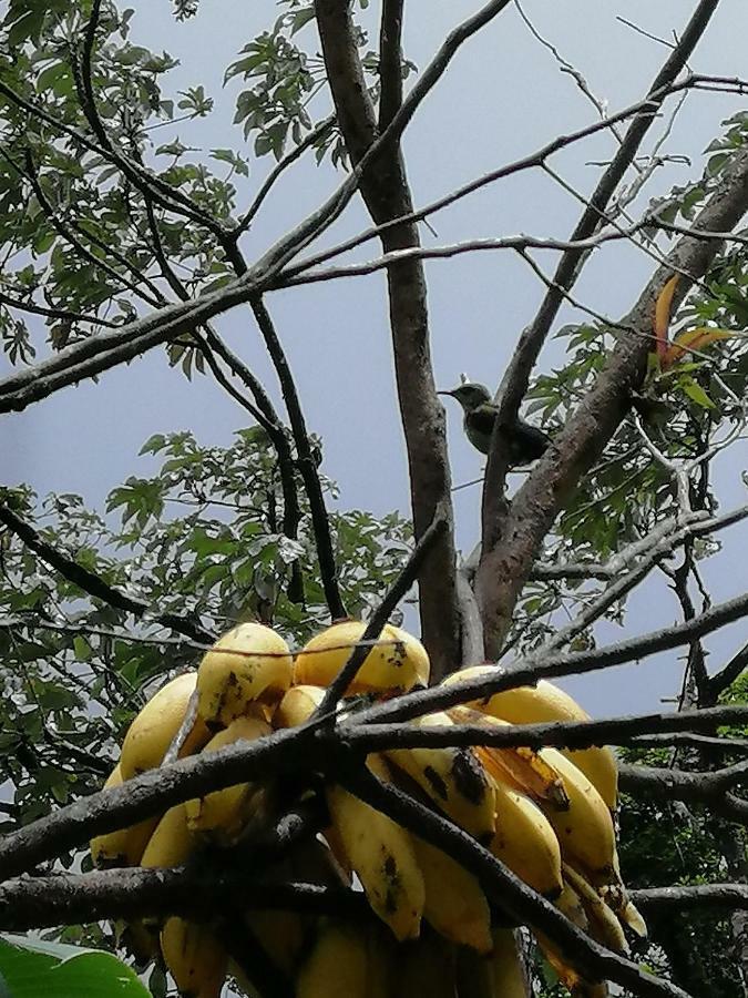 Aves De Tierras Altas Villa บิฆากัว ภายนอก รูปภาพ